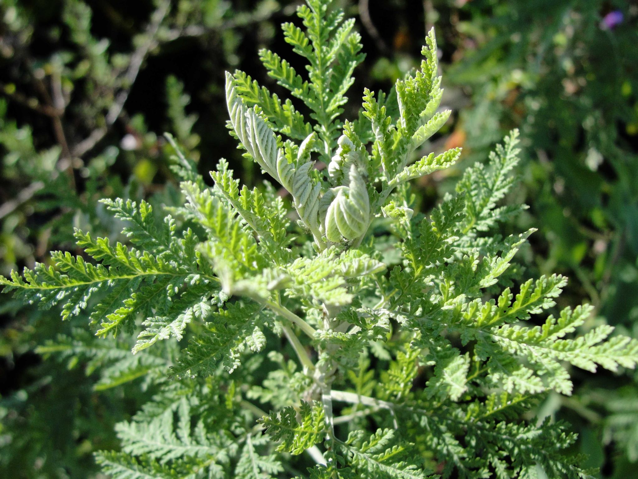 Feuilles D'Artemisia Afra 100% Naturel | 50g