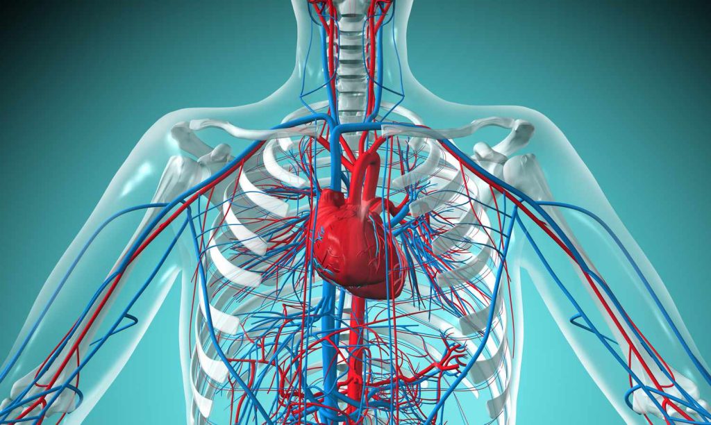 CARDIOVASCULAR SYSTEM